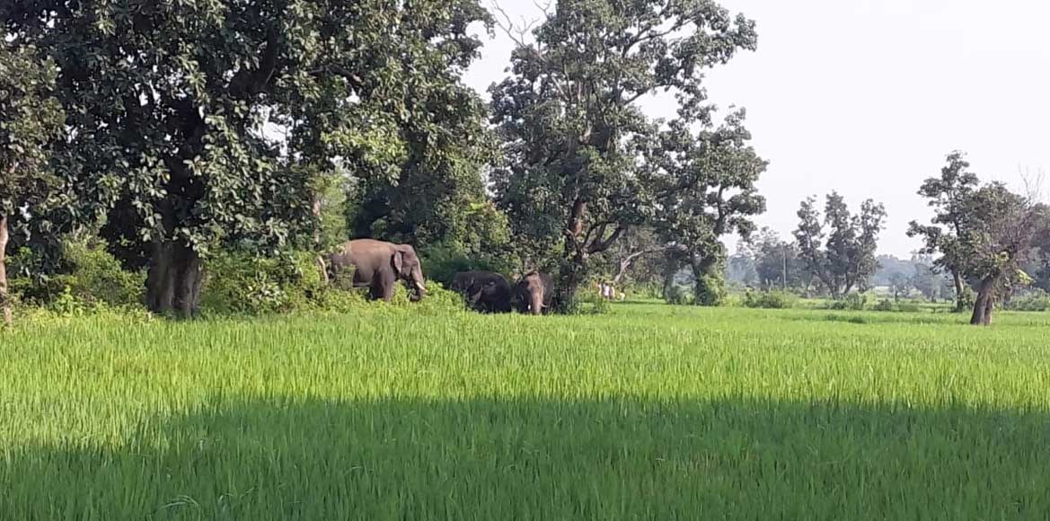 हाथियो का झुंड छिबर्रा जंगल पहुँचा - CG Sandesh