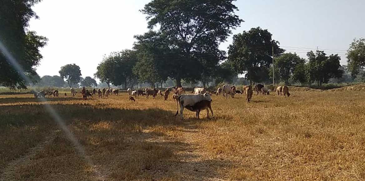 बीते 18 वर्षों में देखने मिल रहा अकाल का सबसे भारी प्रकोप, क... - CG Sandesh
