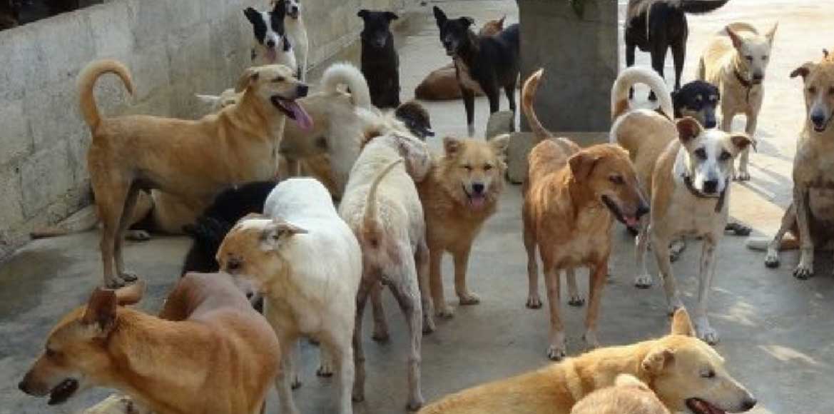 रायपुर - एक साल की बच्ची को आवारा कुत्तों ने नोंचकर मार डाला
