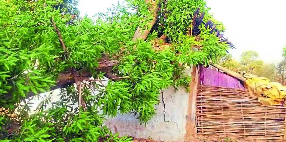 मौसम की बेरुखी ने उसका आशियाना भी छिन लिया पहले से ही पेड़ ग... - CG Sandesh