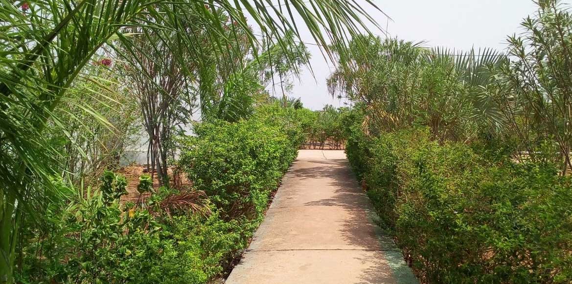 सराईपाली : पुष्प वाटिका में पानी के अभाव के कारण शौचालय हुआ ... - CG Sandesh