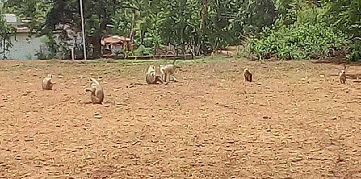 खेत और टिकरा में फसल को नुकसान पहुचा रहे है वानरों की टोली  - CG Sandesh