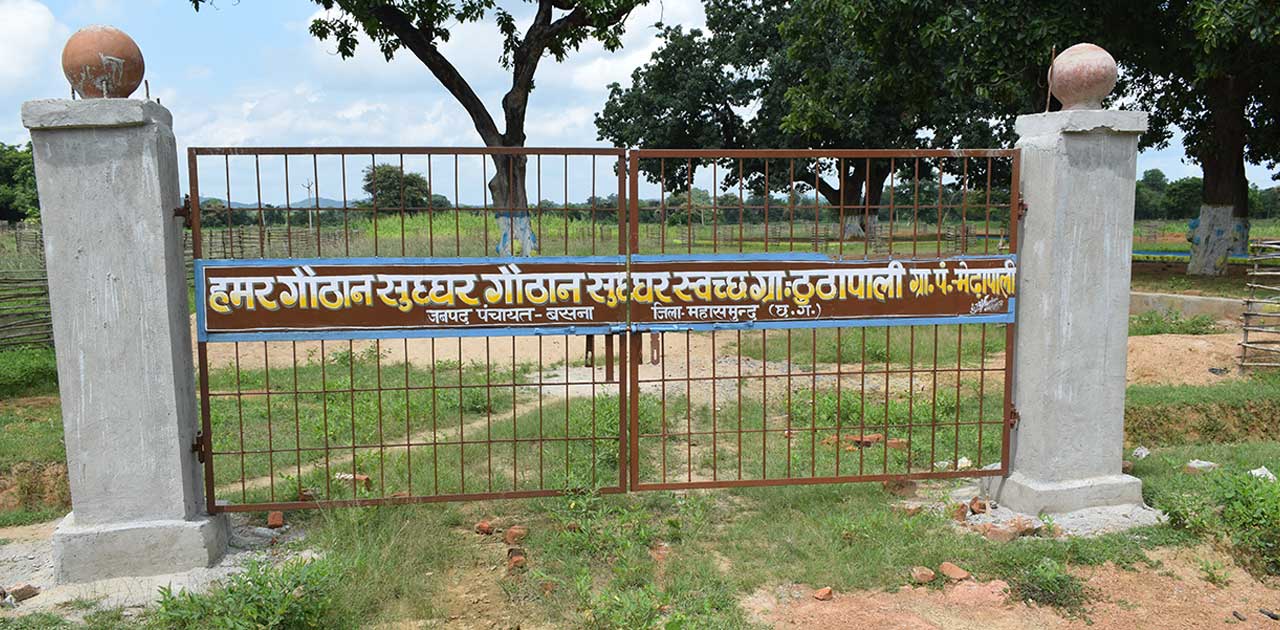 पशु हो सकते है सर्पदंश के शिकार ! इसलिए ग्रामीण नहीं ले जा र... - CG Sandesh