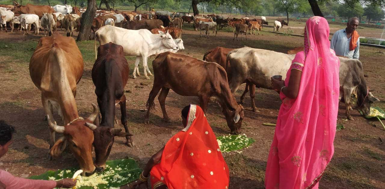 पहली बार गौठान में गोवर्धन पूजा के दिन मनाया जा रहा है गौठान... - CG Sandesh