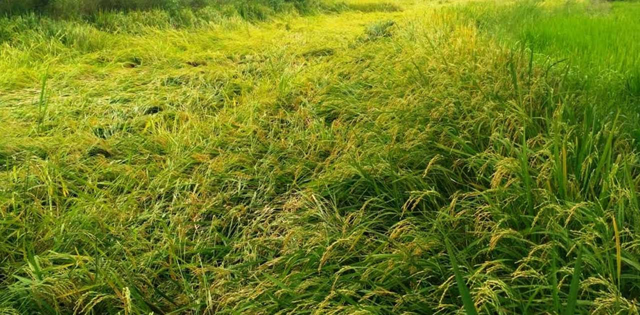 आसमान में छाई बदली, बारिश होने पर अर्ली वैरायटी के धान को हो... - CG Sandesh