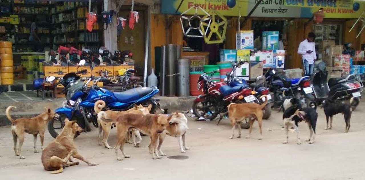 कुत्तों के हमले से बकरी की मौत, शहर में बढ़ रहा है कुत्तों का... - CG Sandesh