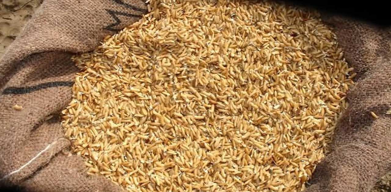 धान ख़रीदी के नाम पर किसानो के साथ धोखाधड़ी, मामला दर्ज - CG Sandesh