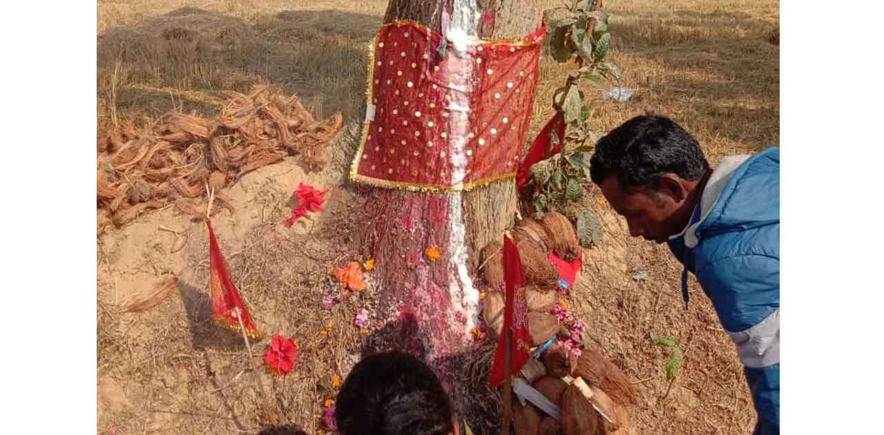 नीम के पेड़ से निकल रहा दूध ! वैज्ञानिक दृष्टिकोण पर अंधविश्व... - CG Sandesh