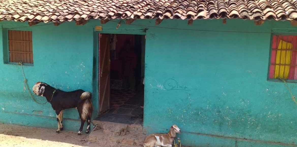नया तो दुर किराया में भी नहीं मिल रहा मकान इसलिए बकरियों के ... - CG Sandesh