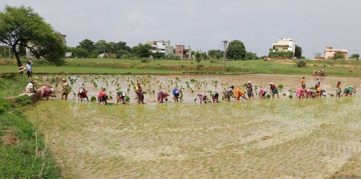 बीती रात हुए बारिश से फसलों को मिला जीवनदान, किसानों के चेहर... - CG Sandesh