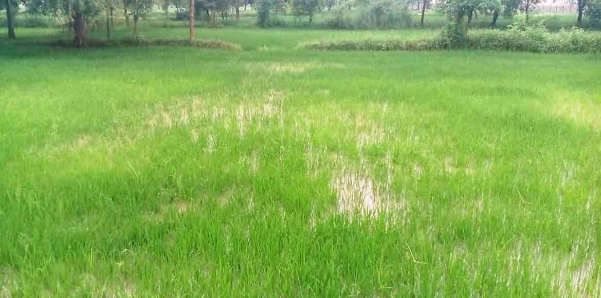 सावन के अंतिम दिनों में हुई झमाझम बारिश से खेतों की प्यास बु... - CG Sandesh