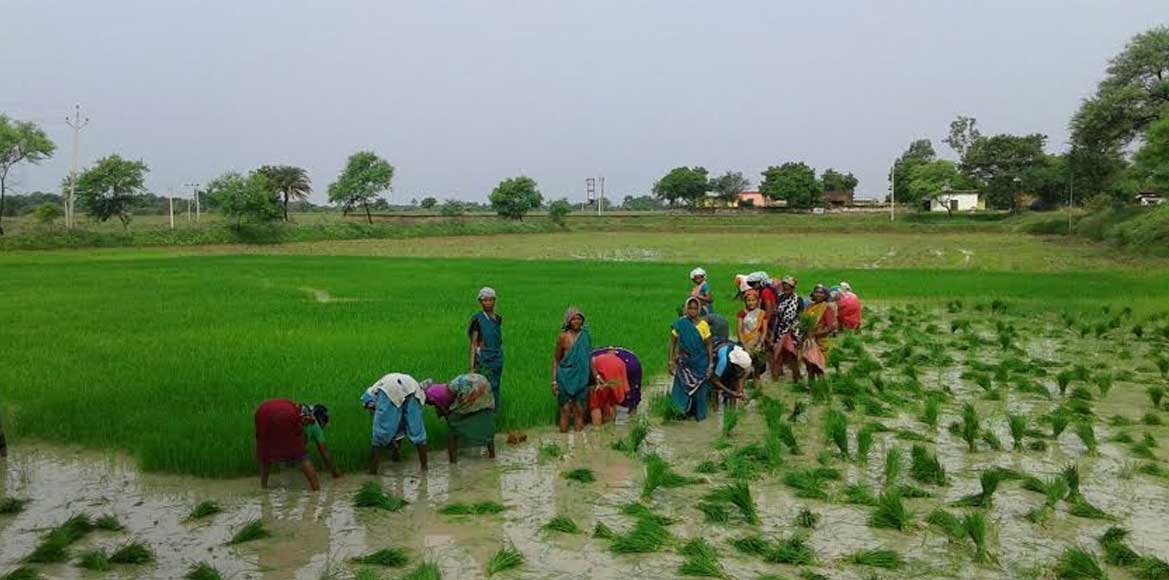 बारिश की कमी के चलते पिछड़ी खेती, किसानों को उत्पादन प्रभावित... - CG Sandesh