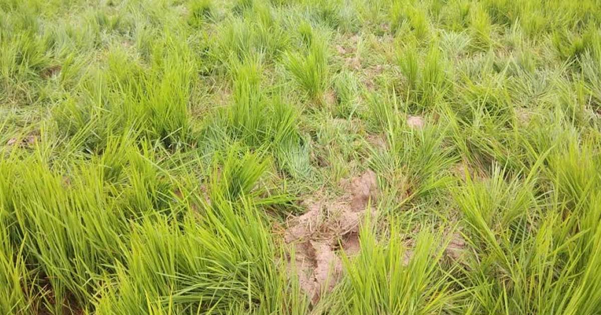 हाथियों के दल से अभी भी बना हुआ है खतरा, गोमर्डा में विचरण क... - CG Sandesh