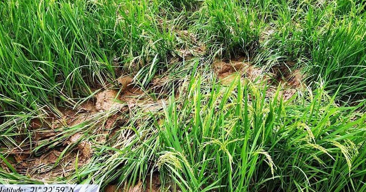 फिर से हाथियों ने 13 किसानों के 11 एकड़ फसल को रौंदा, इस बार ... - CG Sandesh