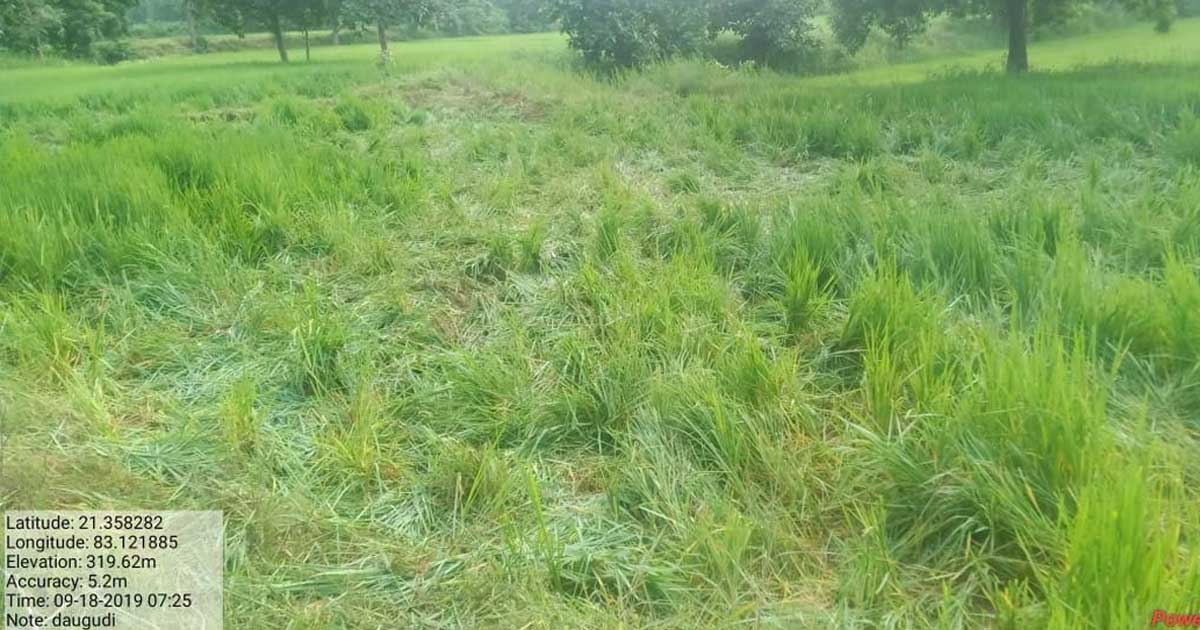 हाथियों के उत्पात से अब तक 55 एकड़ फसल बर्बाद.  - CG Sandesh