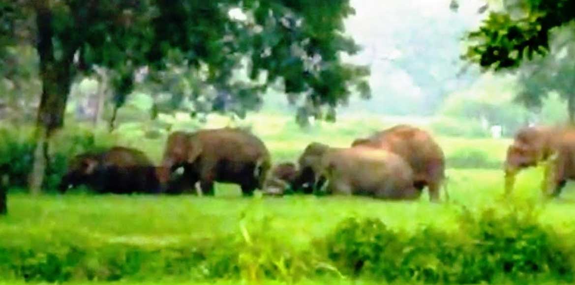नहीं थम रहा है हाथियों का उत्पात,  पुनरू 10 एकड़ फसल को किया ... - CG Sandesh