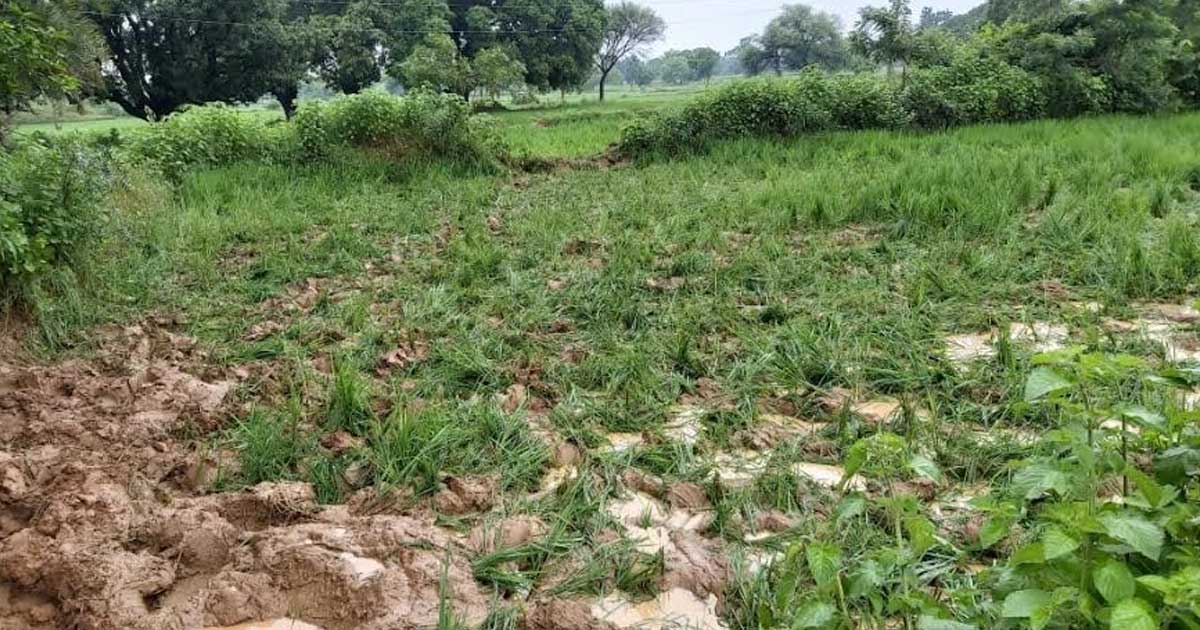 19 हाथियों के दल ने रौंद दी 10 एकड़ धान की फसल, ग्रामीणों में... - CG Sandesh