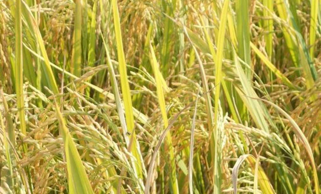 बलपूर्वक कब्जा कर जबरन धान फसल बोने वाले पर मामला दर्ज.