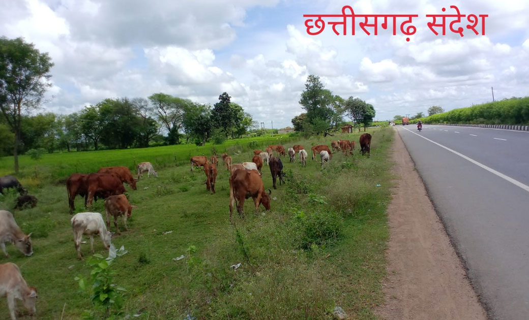 लापरवाही : गांव में गोठान और चारागाह होने के बावजूद खतरों के... - CG Sandesh