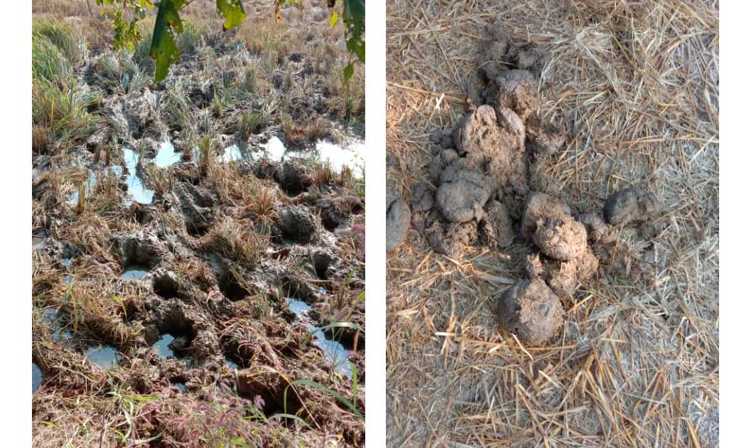 भंवरपुर चनाट क्षेत्र के ग्राम रंगमटिया में हाथी आने की सूचना... - CG Sandesh