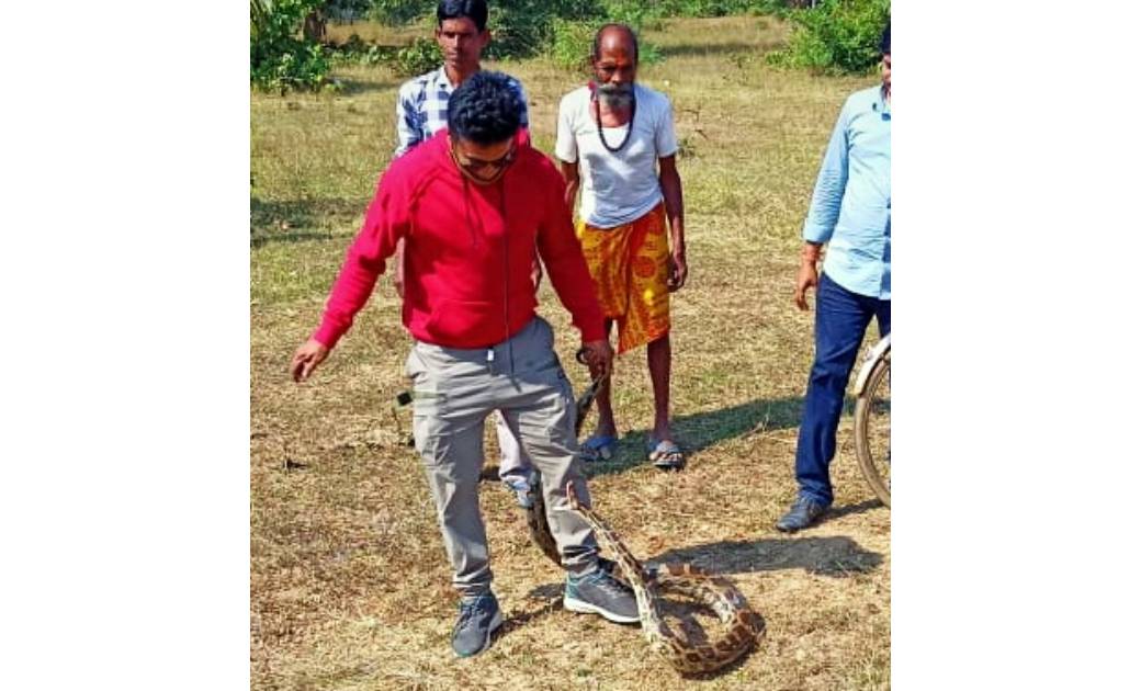 अजगर के खौफ से रुकी हुई थी धान की कटाई, चौकी प्रभारी ने संभाले हालात 