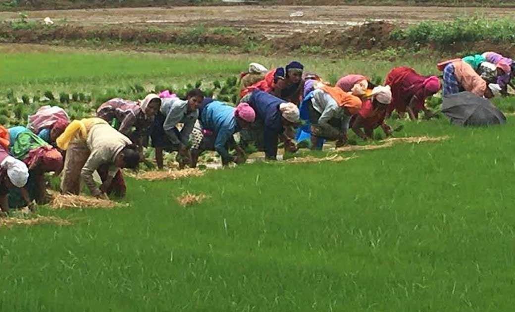 महासमुंद : राजीव गांधी किसान न्याय योजना : किसानों के जीवन म... - CG Sandesh