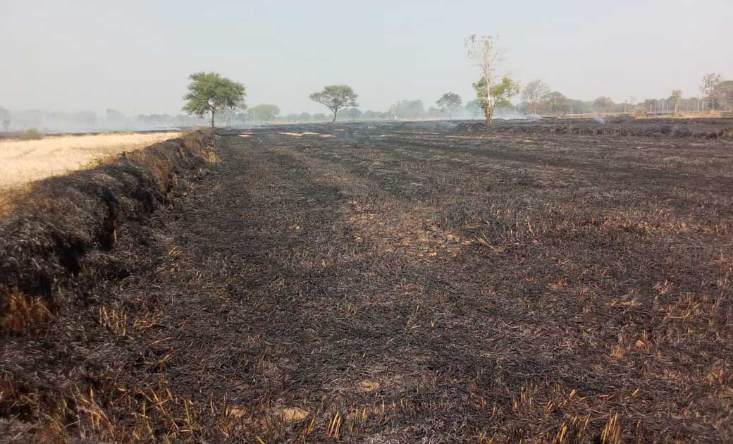बसना : गोठानो में पैरा को दान करने के बजाय जलाए जा रहे है पर... - CG Sandesh