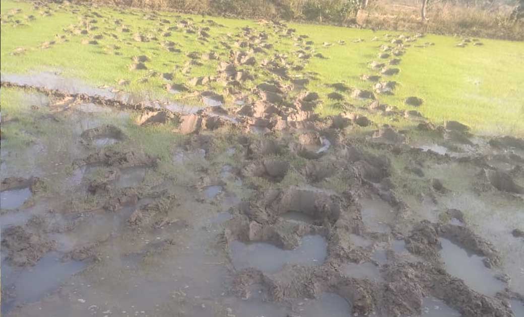 15 हाथियों के दल ने दिया बसना के ग्रामीण क्षेत्रों में दस्तक... - CG Sandesh