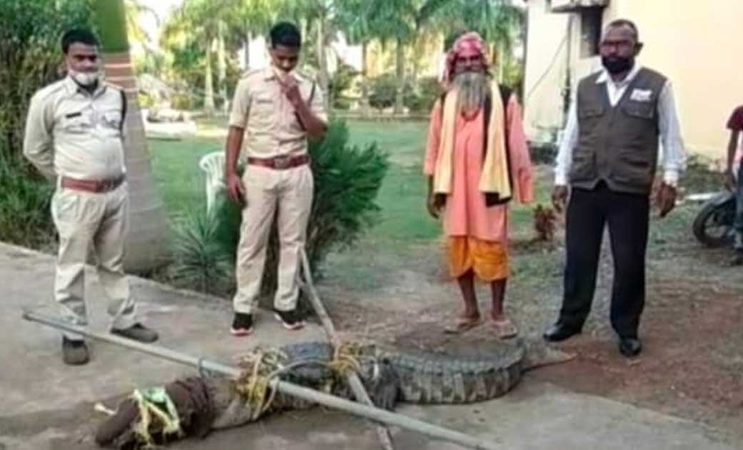 छत्तीसगढ़… जब फसल काटते वक्त खेत में अचानक आया मगरमच्छ...जानि... - CG Sandesh