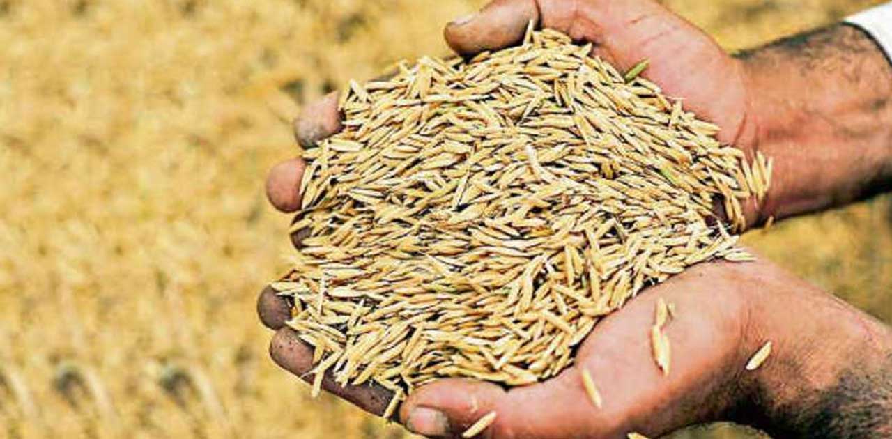 हिस्सेदार की बिना सहमति से नंबरदार बेच रहा था धान, लगी रोक - CG Sandesh