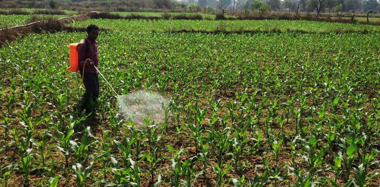 ग्रीष्मकालीन धान के बदले मक्का, दलहन, तिलहन फसलों को प्रोत्साहन
