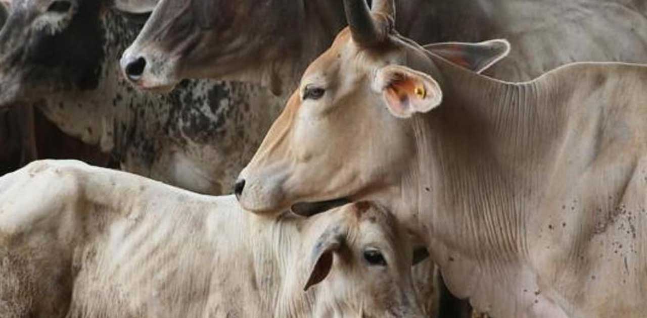 गौवंश के संवर्धन एवं संरक्षण के लिए गौठान योजना से ग्रामीण अ... - CG Sandesh