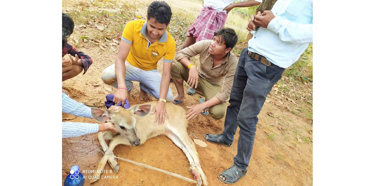 पानी के तलाश में हिरण का बच्चा आया था तालाब, कुत्तों का के झ... - CG Sandesh