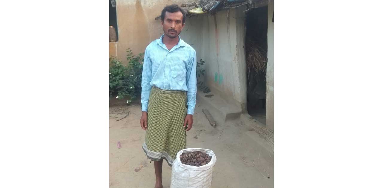 लॉक डाउन में भी चल रहा लघु वनोपजों का संग्रहण,  अब तक 11 लाख... - CG Sandesh