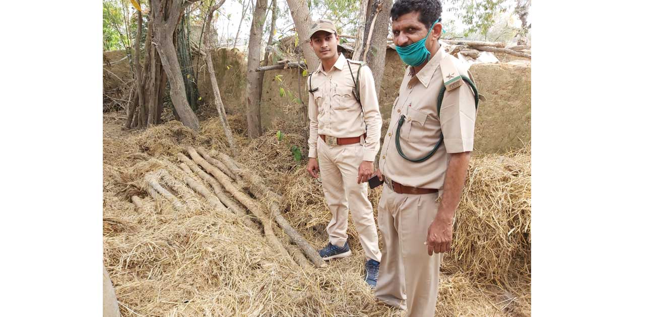 लहरौद से जप्त की गई 50 हजार की लकड़ी. - CG Sandesh