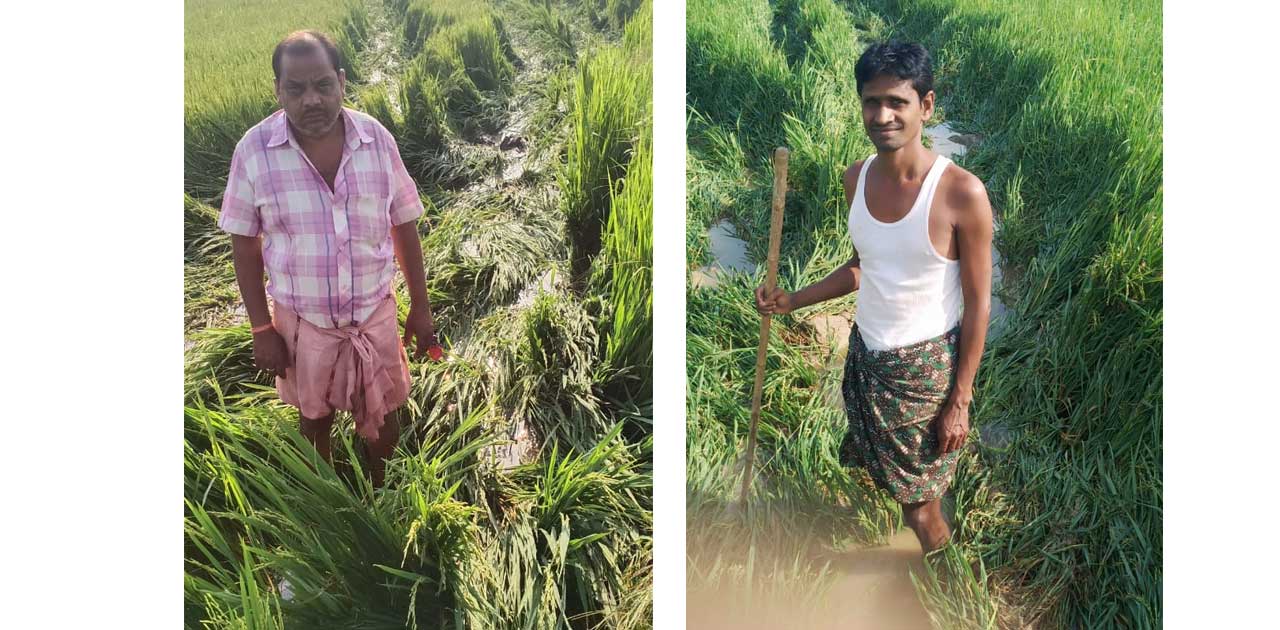 हाथी के आतंक से ग्रामीणों का जीना हुआ मुश्किल, शाम होते ही ह... - CG Sandesh