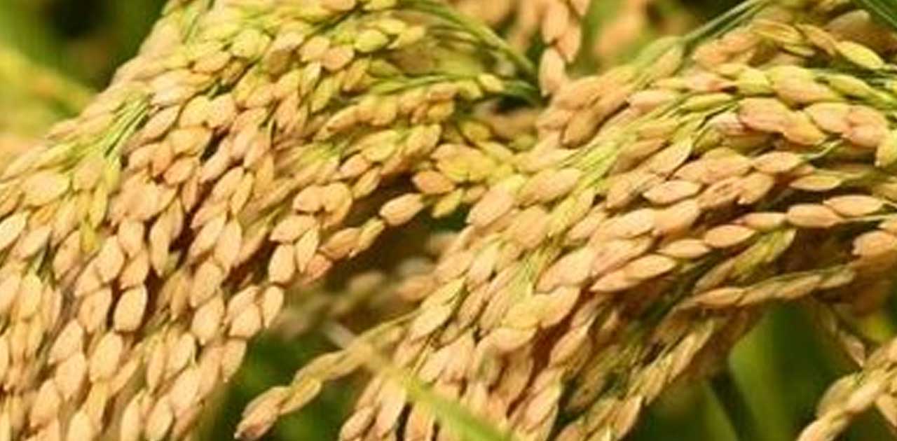 नर-नारी फसल के नाम पर एजेंट ने की किसानों के साथ ठगी, 64 सौ ... - CG Sandesh