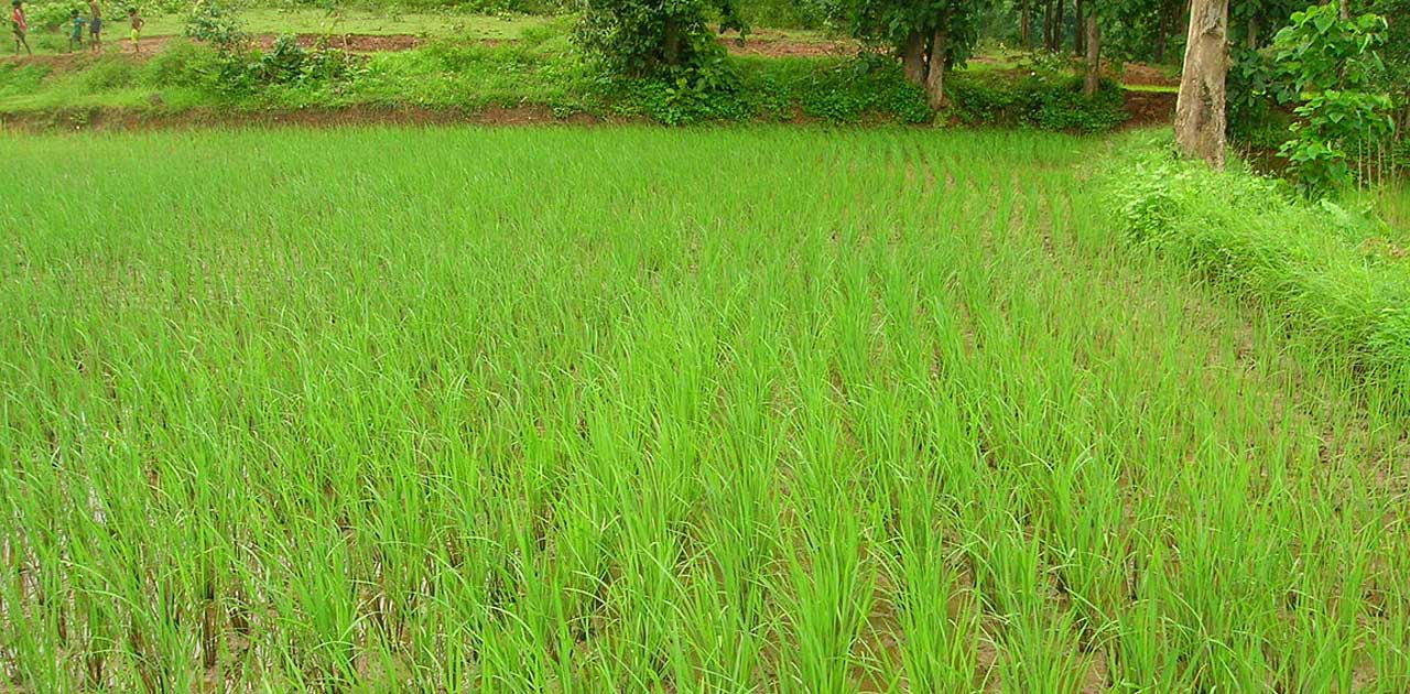 एक ही खसरा नम्बर में दो किसान कर रहे धान ख़रीदी, क्लेक्टर के ... - CG Sandesh