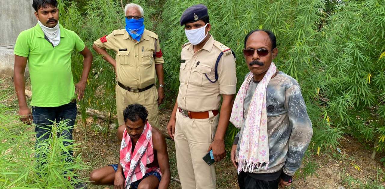 घर में लगा रखा था गांजा का पेड़, पुलिस ने की कार्यवाही - CG Sandesh