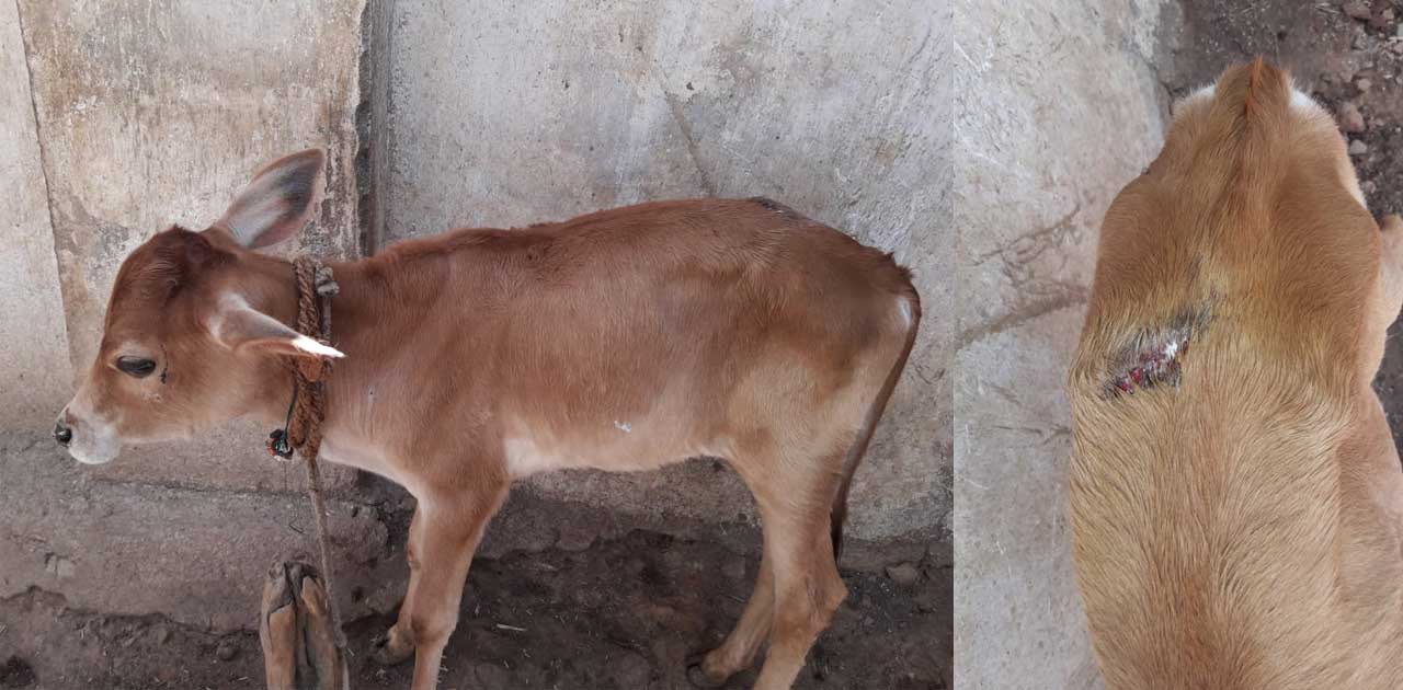 कांकेर :  ठेल्काबोड़ में तेन्दुएं ने मचाया आतंक, दहशत में जीवन काट रहे है लोग