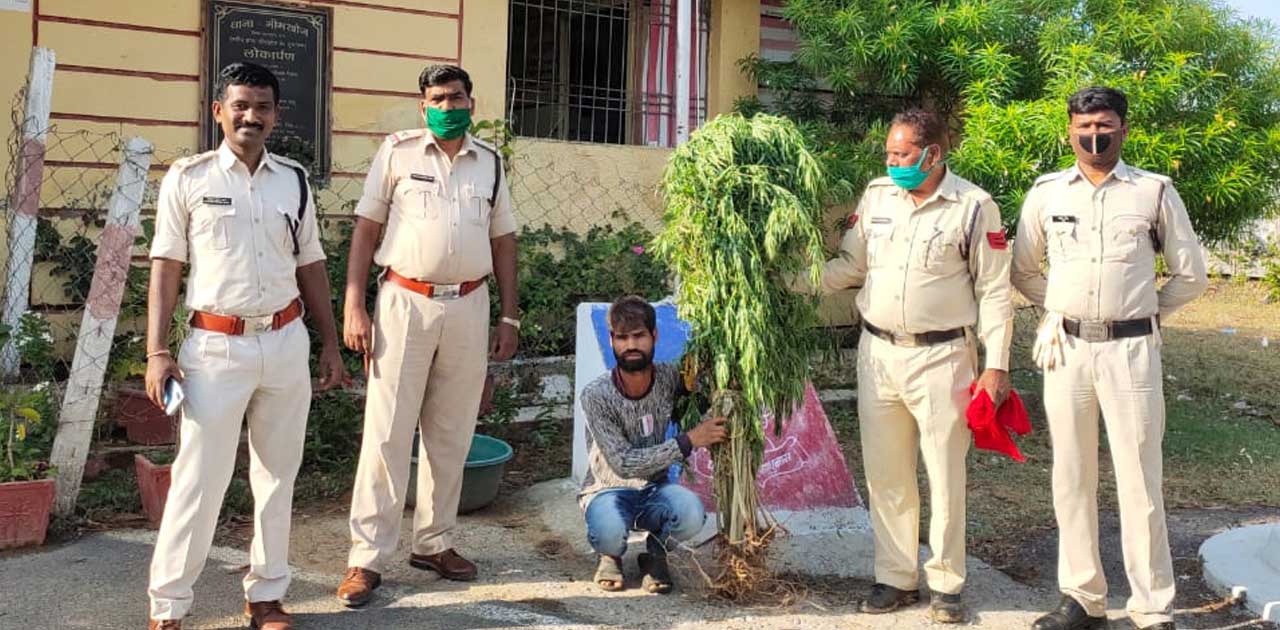 3 लोगों ने घर में लगा रखे थे गंजा का पेड़, पुलिस ने की कार्यव... - CG Sandesh