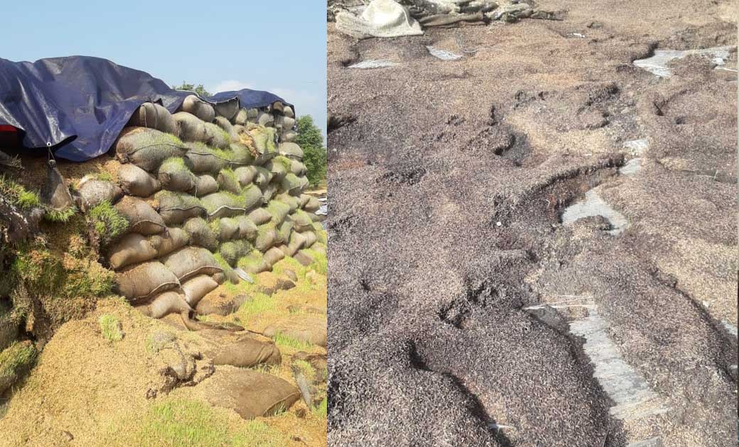 धान उठाव में लापरवाही पड़ रही प्रभारियों पर भारी, सड़ रहे है ध... - CG Sandesh