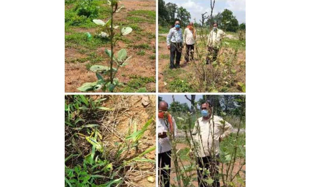 रायगढ़ में टिड्डी दल की आक्रमण की खबर ..! कलेक्टर ने तत्काल भ... - CG Sandesh