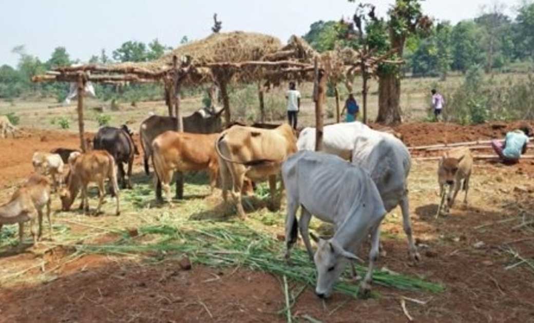 सोशल मीडिया में छत्तीसगढ़ सरकार के गोबर खरीदी को लेकर उड़ाया ज... - CG Sandesh