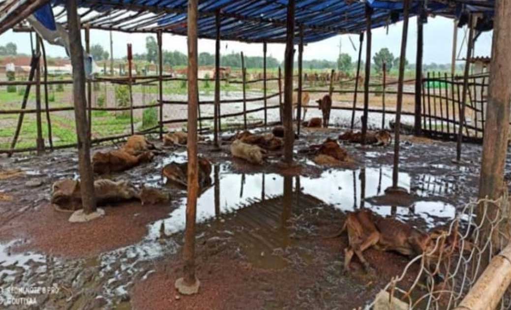 शर्मनाक:--गौठान में भूख से 10 गायों की मौत, मौके पर कोई अधिकारी नहीं पहुंचा…न चिकित्सक पहुंचे न कोई जनपद से..मुख्यमंत्री के महत्वाकांक्षी योजना को जमीनी स्तर पर धराशायी करते पँचायत सरपंच-सचिव...
