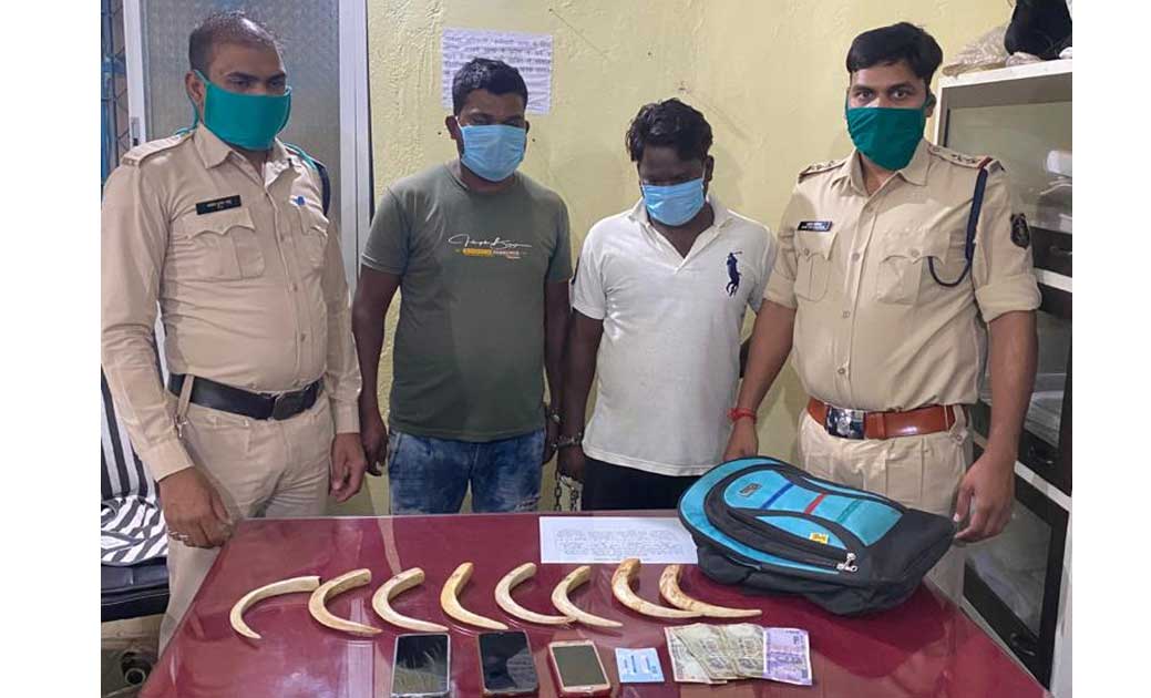जंगली सुअर का दांत बेचने ग्राहक की तलाश करते हुए दो गिरफ्तार... - CG Sandesh