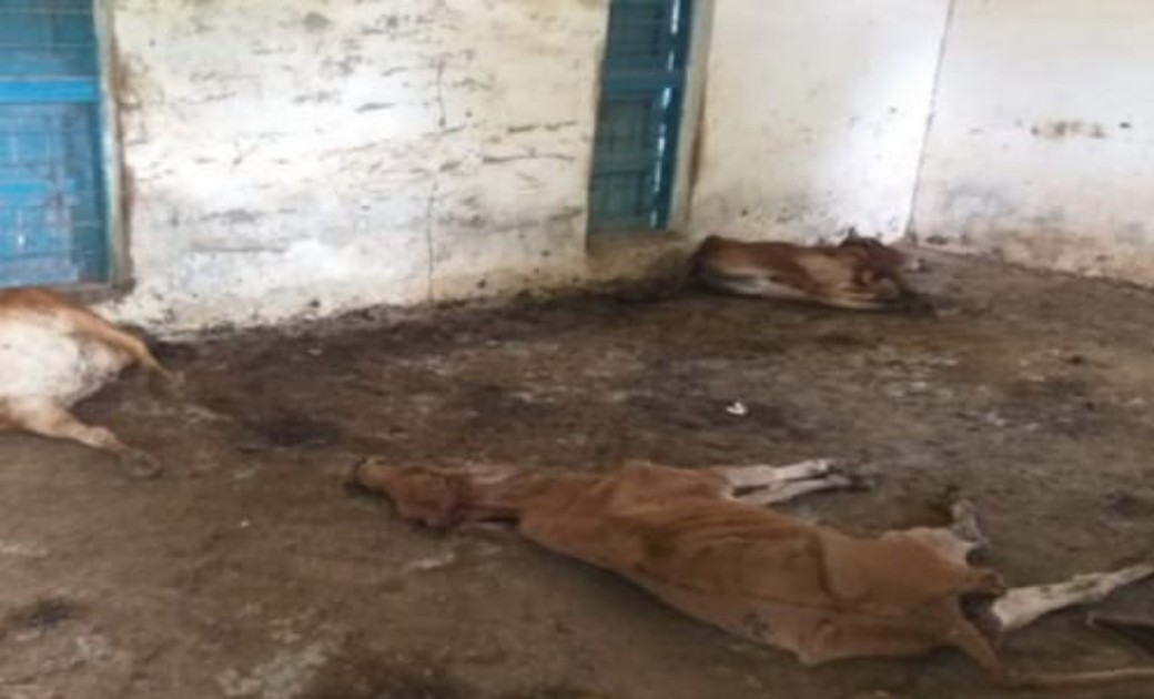 छत्तीसगढ़ में फिर 4 मवेशियों की मौत, भूख-प्यास की वजह से सरका... - CG Sandesh