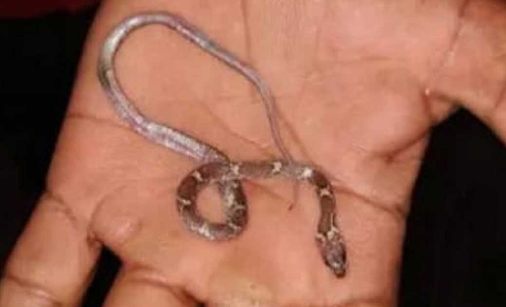 सावधान! खेल-खेल में 1 साल के बच्चे ने जिंदा सांप निगल गया...बच्चे की माँ ने देखी पूंछ... फिर क्या हुआ पढ़िए पूरी खबर...