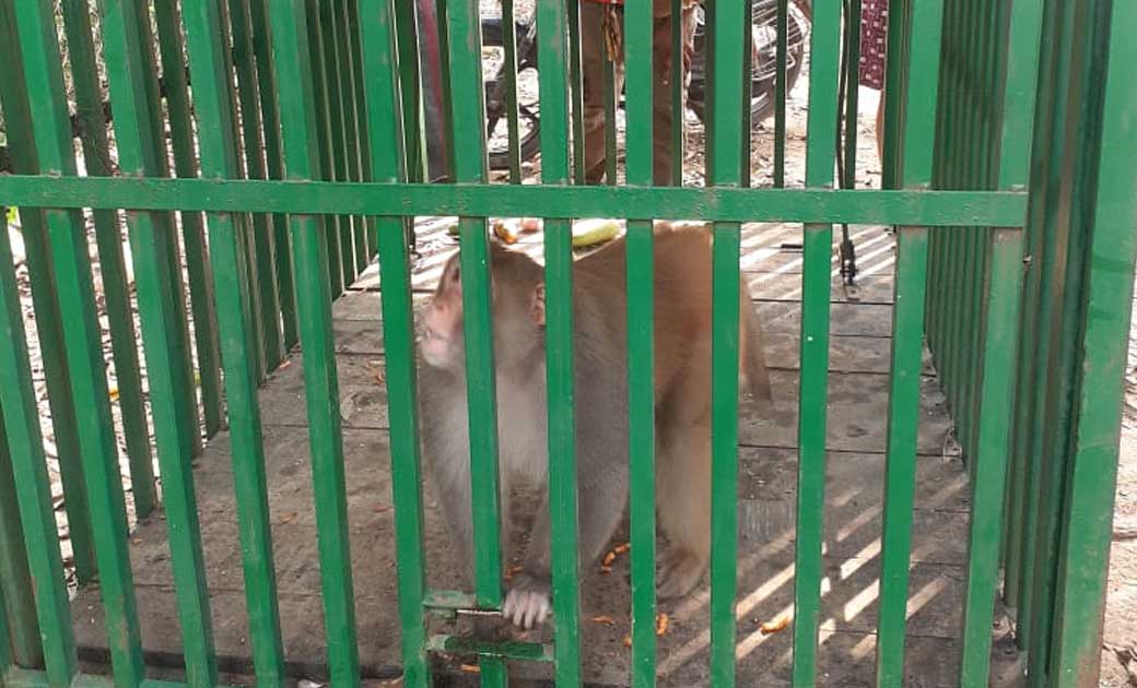 10-12 दिनों से क्षेत्र में उत्पात मचा रहे बंदर को वन विभाग न... - CG Sandesh
