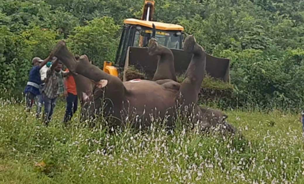 मादा हाथी के मौत के मामले में दर्जन भर ग्रामीण हिरासत में, व... - CG Sandesh